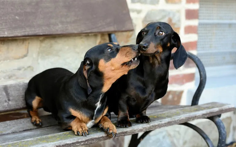 are dachshunds good hunting dogs