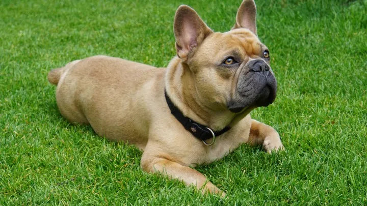 what size are french bulldogs classed as?