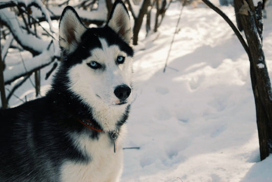 Alaskan Malamute: The Ultimate Dog Breed Guide