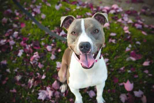 The American Staffordshire Terrier - A Strong, fiercely Loyal Breed