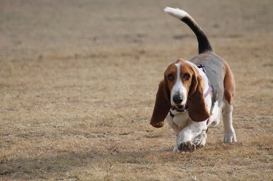 Bassets Are the Best: Why the Basset Hound is the Ideal Family Dog
