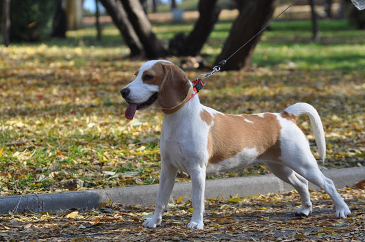The Beagle – A Loyal and Faithful Companion Dog