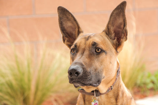 The Belgian Malinois: One of the Most Intelligent Dog Breeds