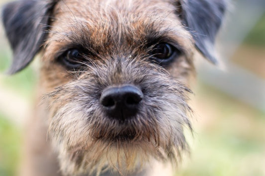 The Border Terrier: A Loyal and Fearless Companion