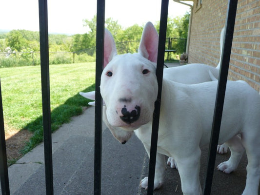 The Bull Terrier: A Fiercely Loyal Companion Dog Breed