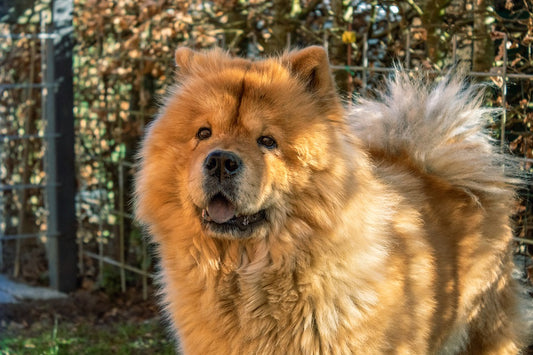 Chow Chow: A Quick Guide To This Fluffy Dog Breed