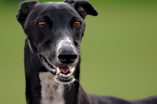 The Greyhound: A Noble and Ancient Dog Breed