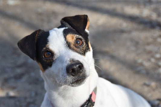 Jack Russell Terriers: The Friendly and Adventurous Dog