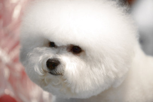 little white Bichon Frise sits and stares