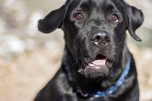 Cane Corso: A Guide to This Powerful Dog Breed
