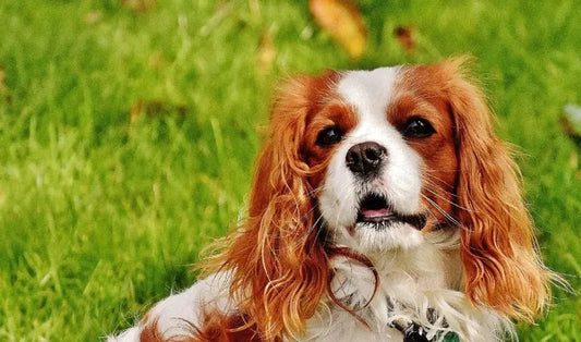 Cavalier King Charles Spaniel: The Perfect Companion Dog