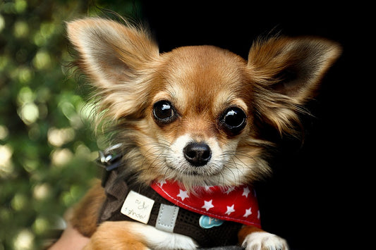 The Chihuahua: A Quick Guide To The World's Smallest Dog