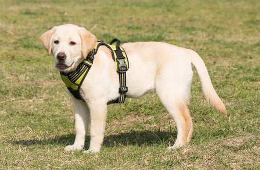 Dog Harness or Dog Collar? Which is Best?