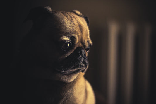 Unveiling Common Health Concerns in Pugs: What Every Pug Lover Should Know