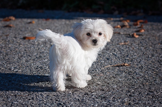 Everything You Need to Know About the Maltese Dog Breed