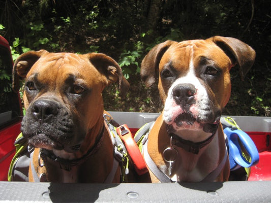 All About Boxers: A Quick Guide To The Boxer Dog Breed